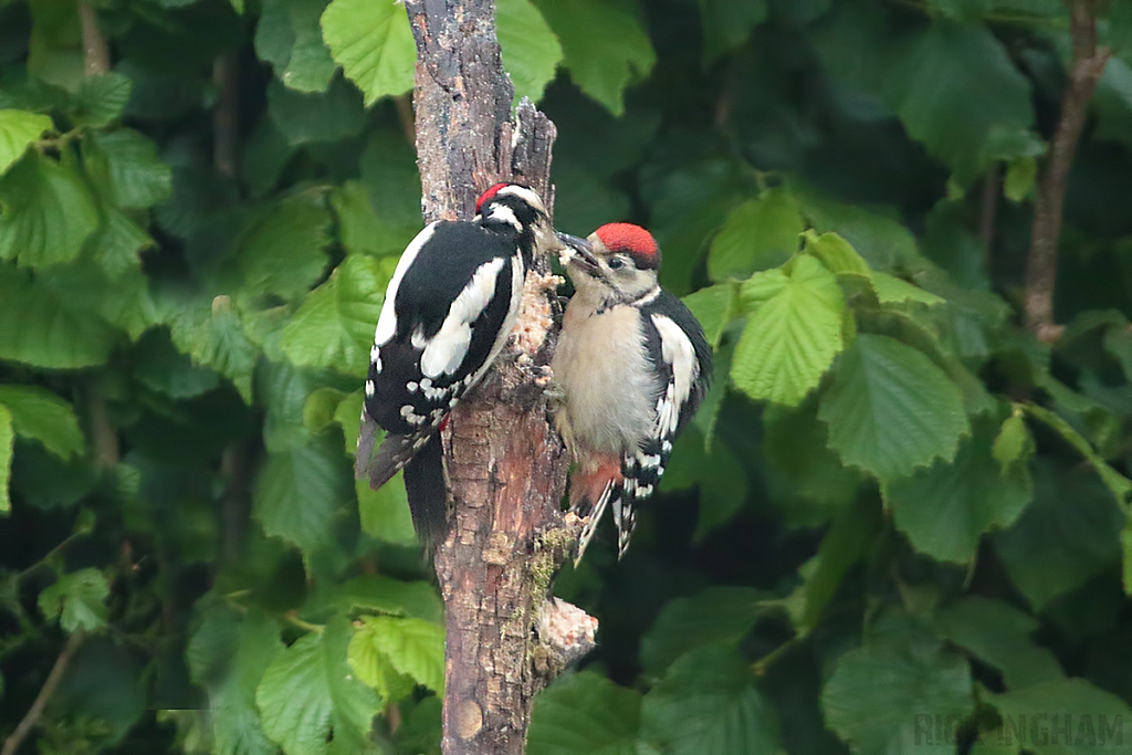 Great Spotted Woodpecker | Male + Juvenile