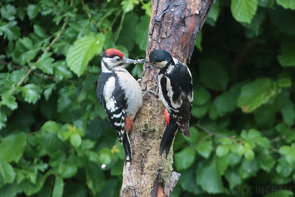 Great Spotted Woodpecker | Female + Juvenile