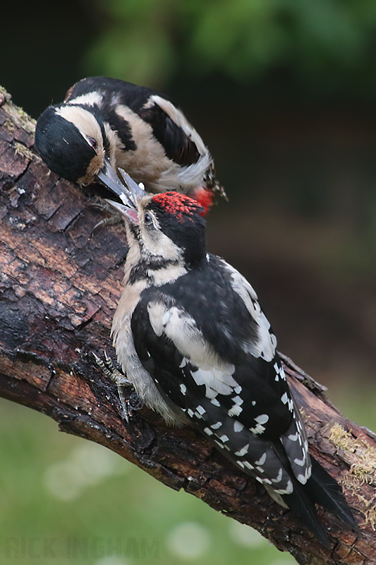 Great Spotted Woodpecker | Female + Juvenile