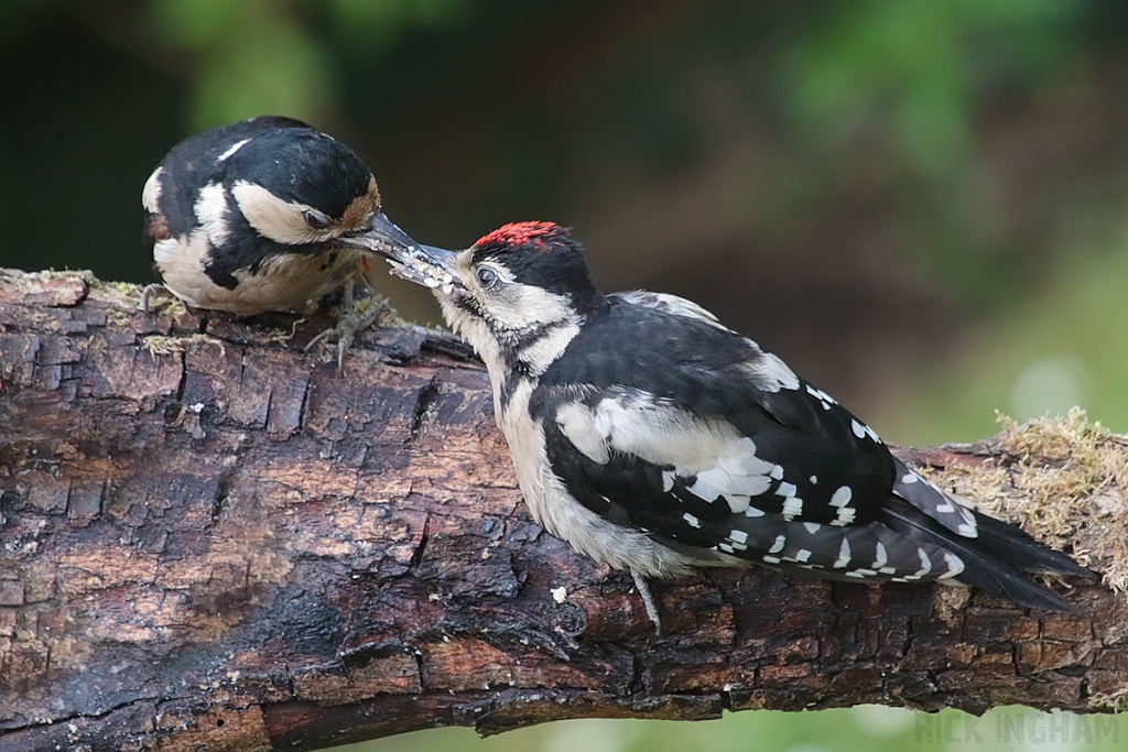 Great Spotted Woodpecker | Female + Juvenile
