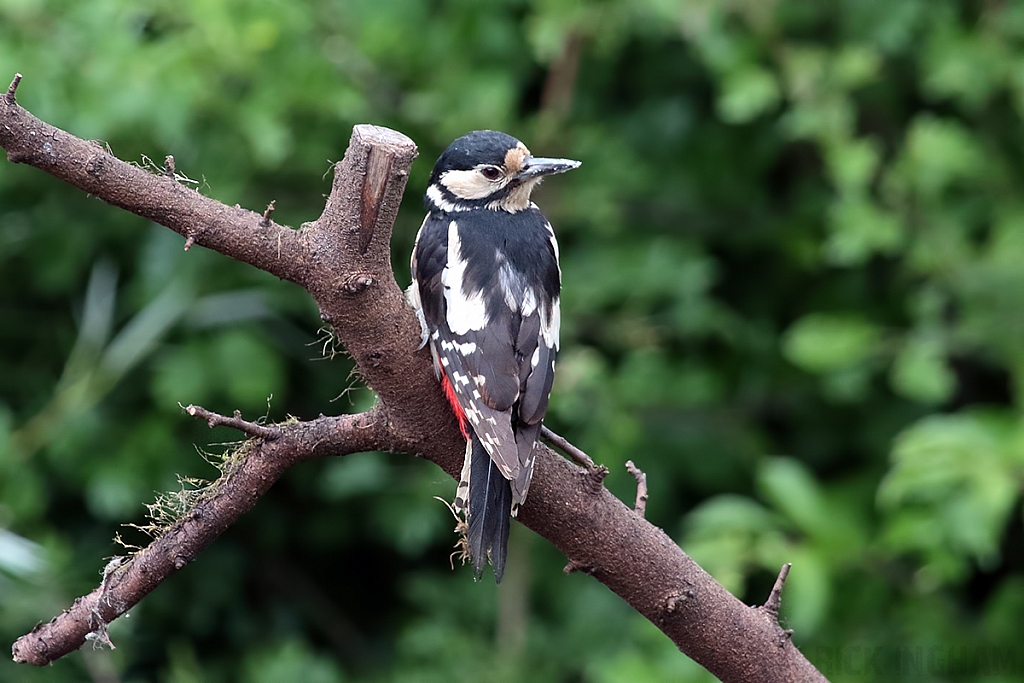 Great Spotted Woodpecker | Female