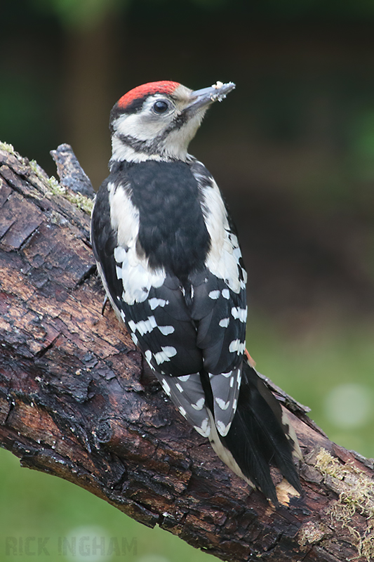 Great Spotted Woodpecker | Juvenile