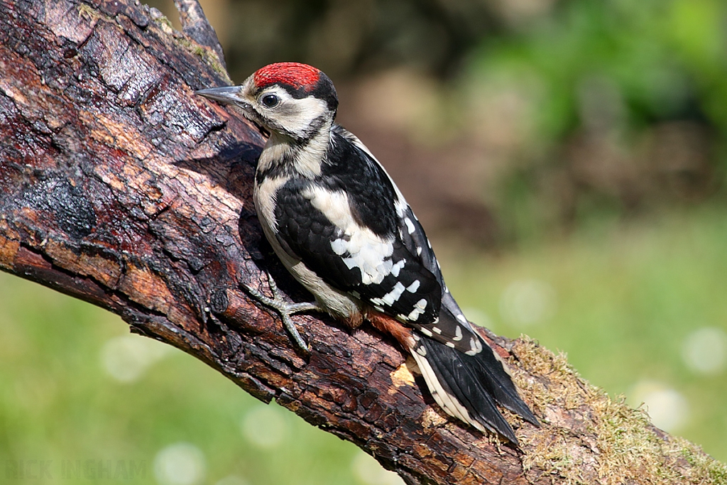 Great Spotted Woodpecker | Juvenile