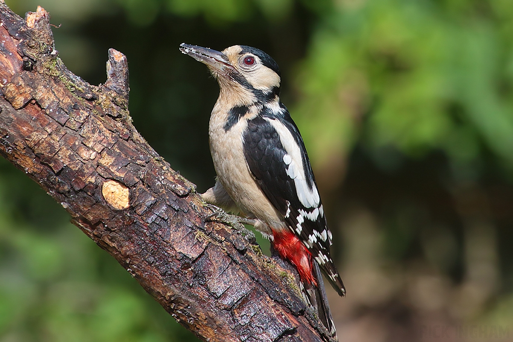 Great Spotted Woodpecker | Male