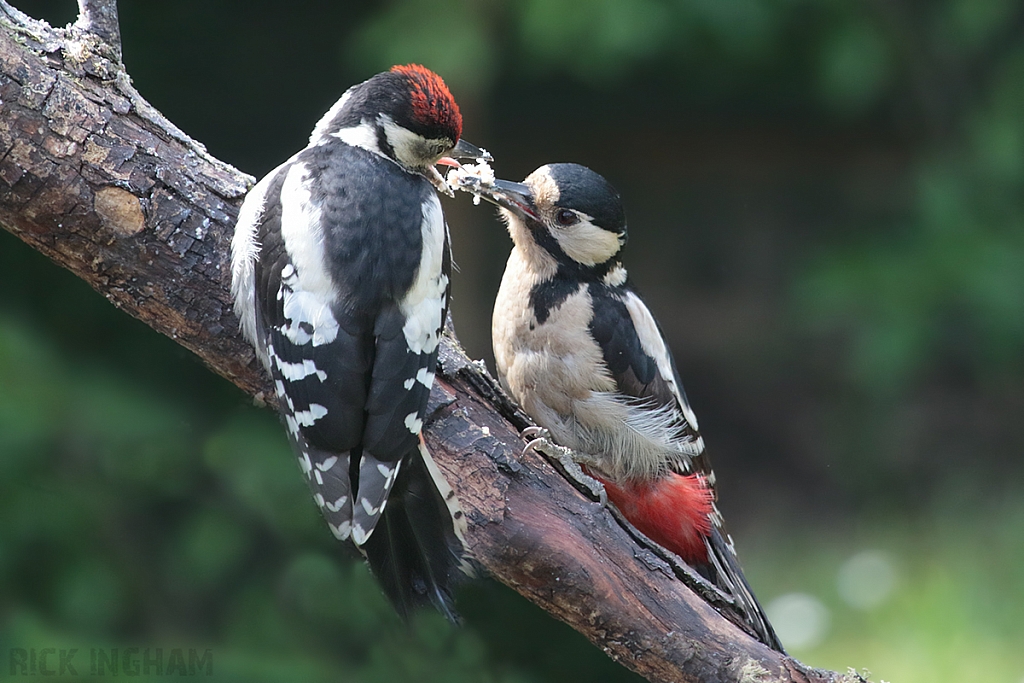 Great Spotted Woodpecker | Female + Juvenile