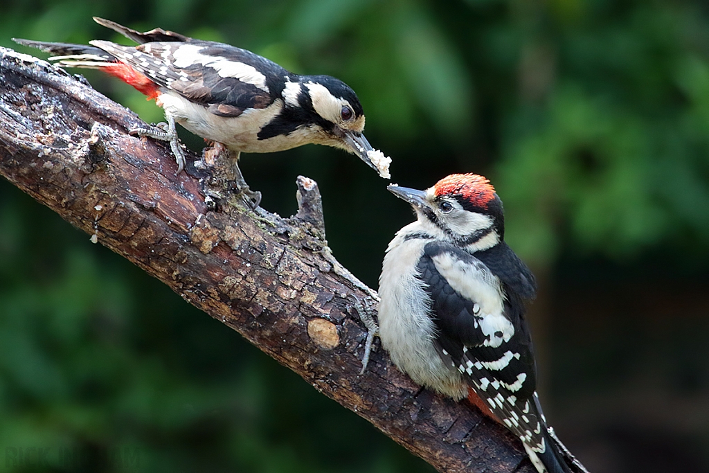 Great Spotted Woodpecker | Female + Juvenile