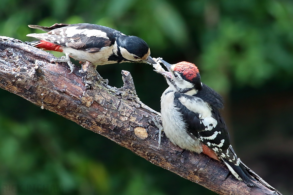 Great Spotted Woodpecker | Female + Juvenile