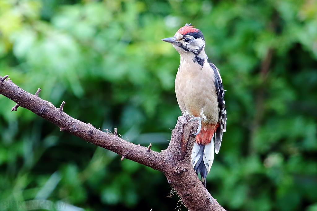 Great Spotted Woodpecker | Juvenile