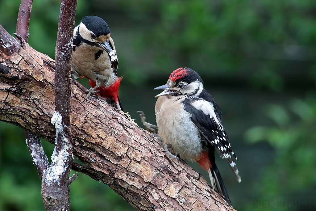 Great Spotted Woodpecker | Female + Juvenile