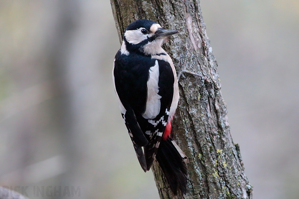 Great Spotted Woodpecker