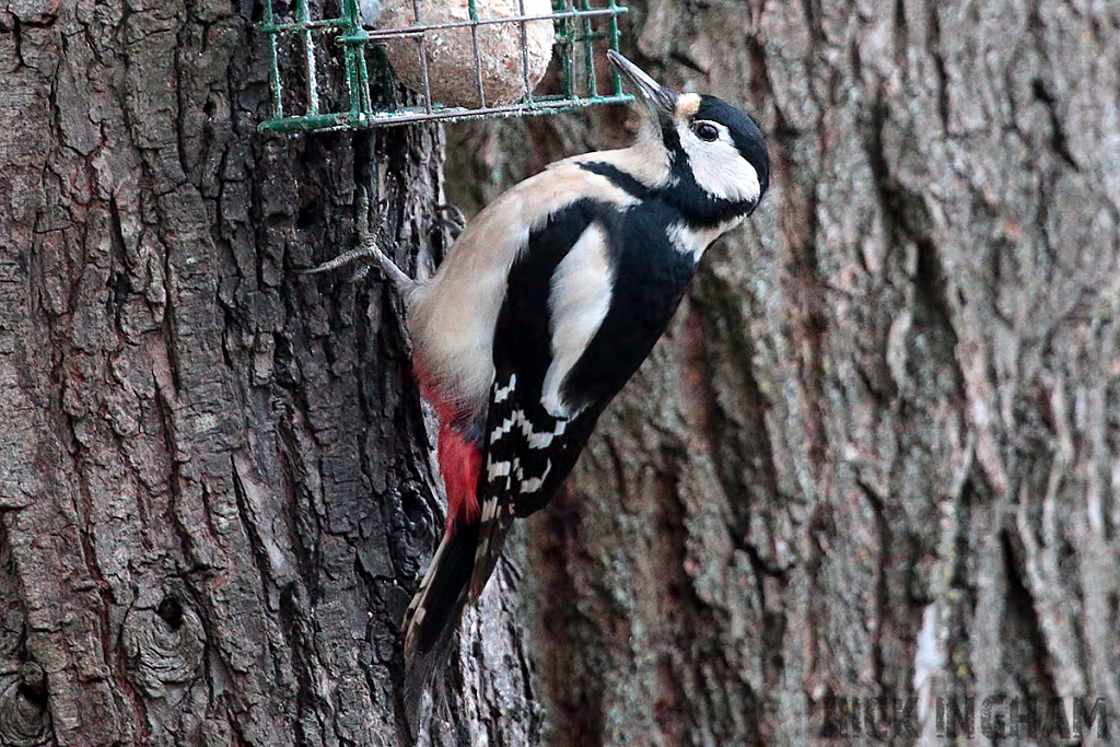 Great Spotted Woodpecker