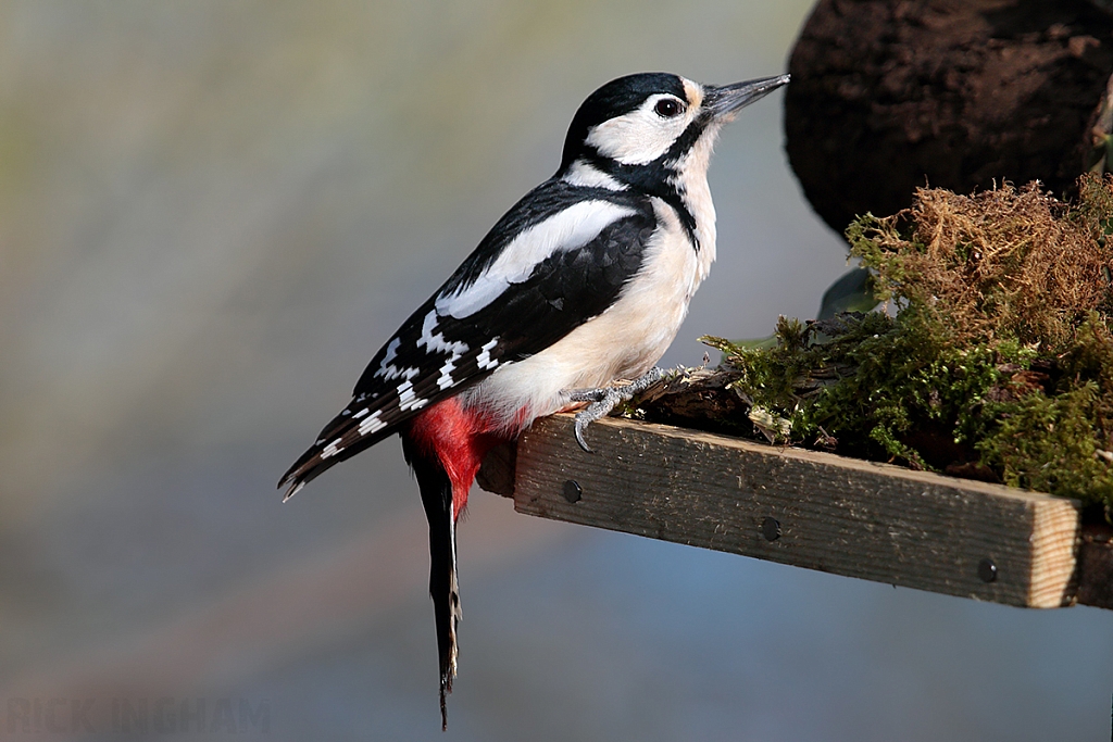 Great Spotted Woodpecker | Female