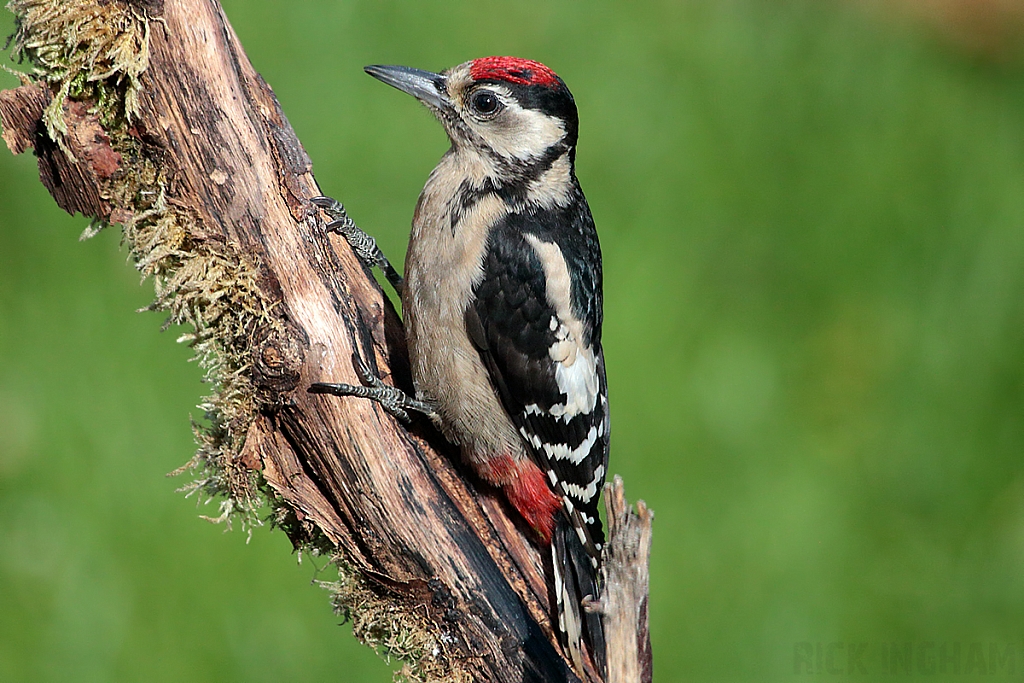 Great Spotted Woodpecker | Juvenile