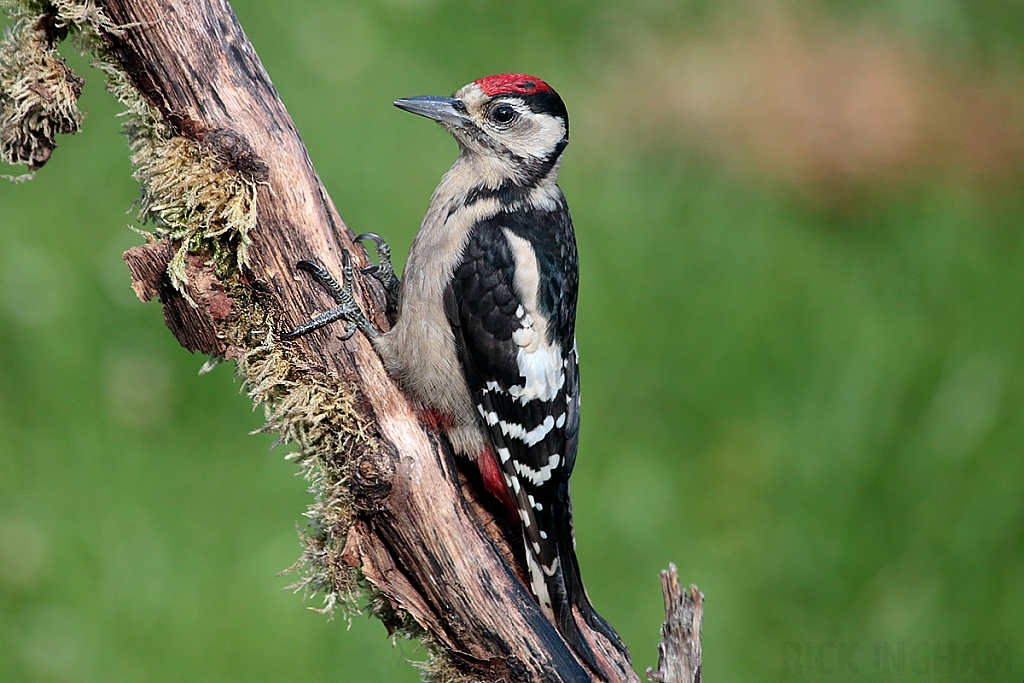 Great Spotted Woodpecker | Juvenile