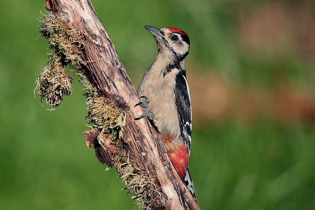 Great Spotted Woodpecker | Juvenile