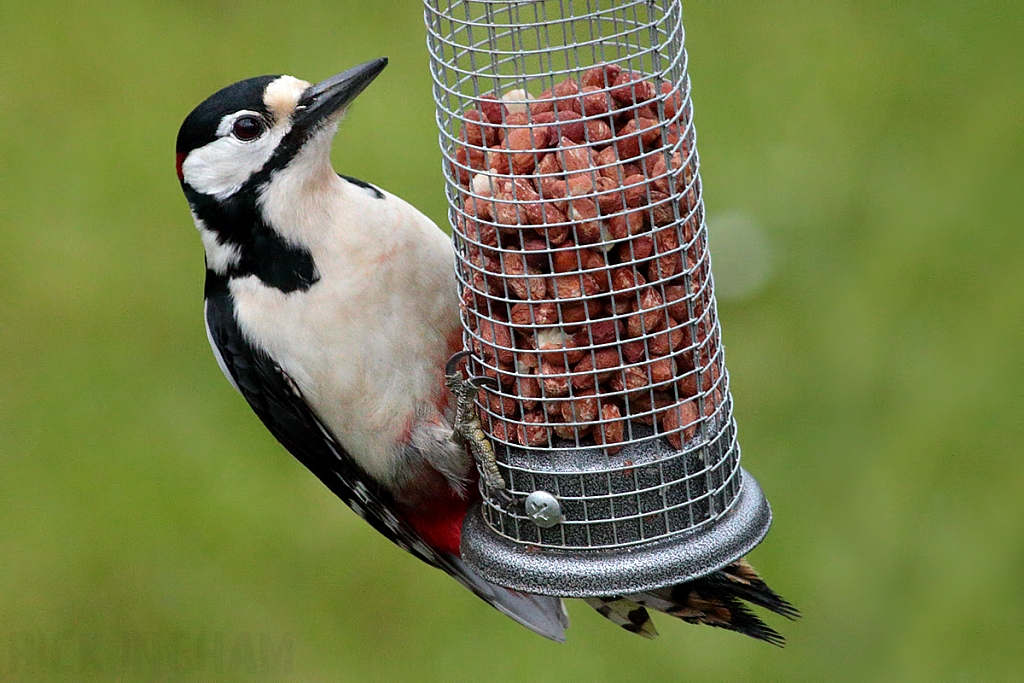 Great Spotted Woodpecker | Male