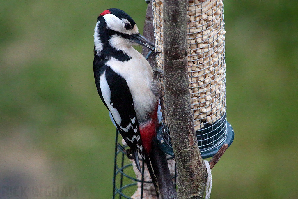 Great Spotted Woodpecker | Male