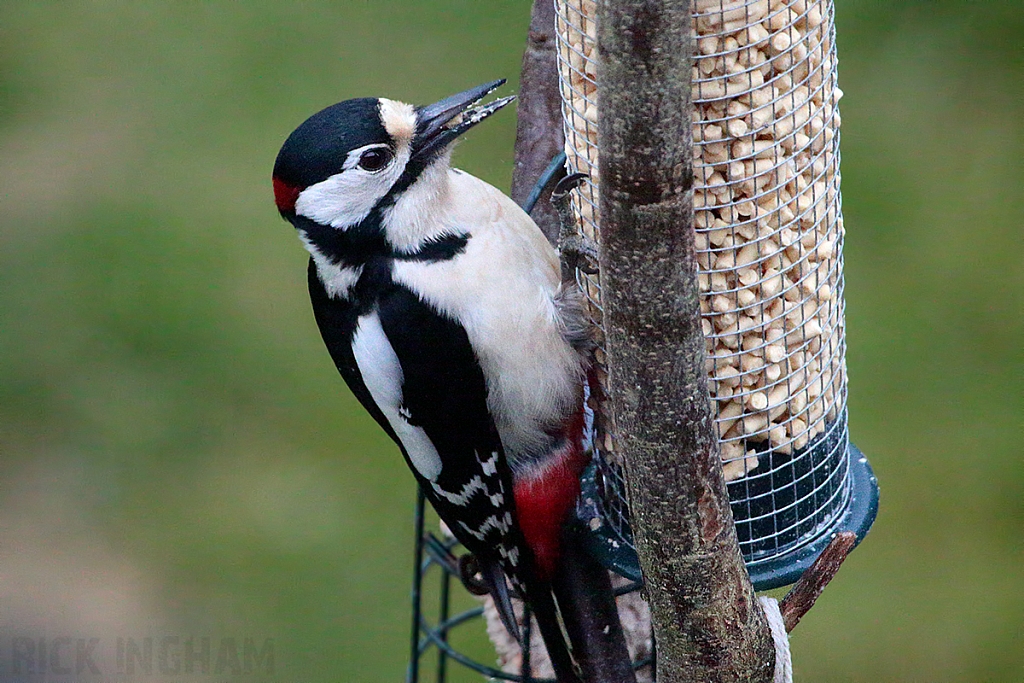 Great Spotted Woodpecker | Male
