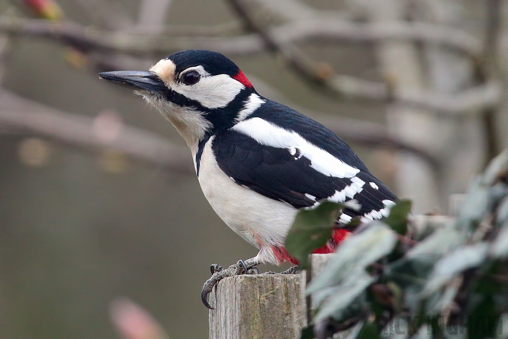 Great Spotted Woodpecker | Male