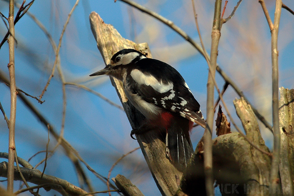 Great Spotted Woodpecker