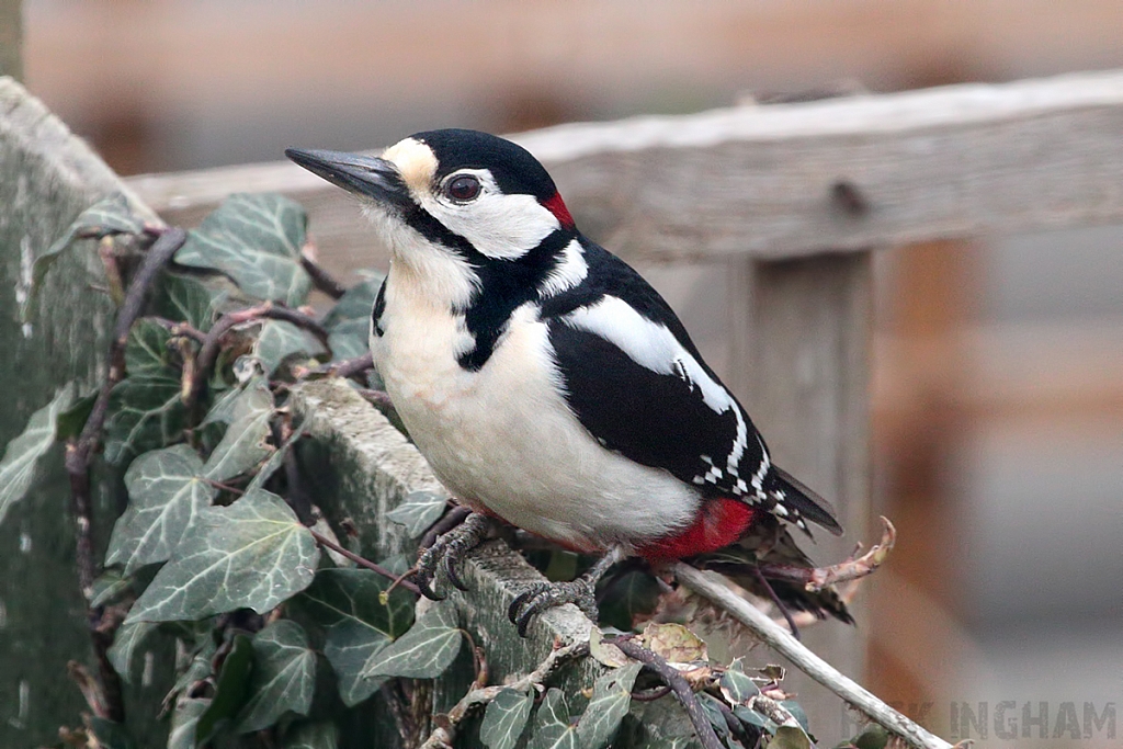 Great Spotted Woodpecker | Male