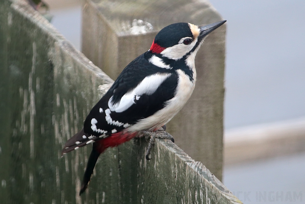 Great Spotted Woodpecker | Male