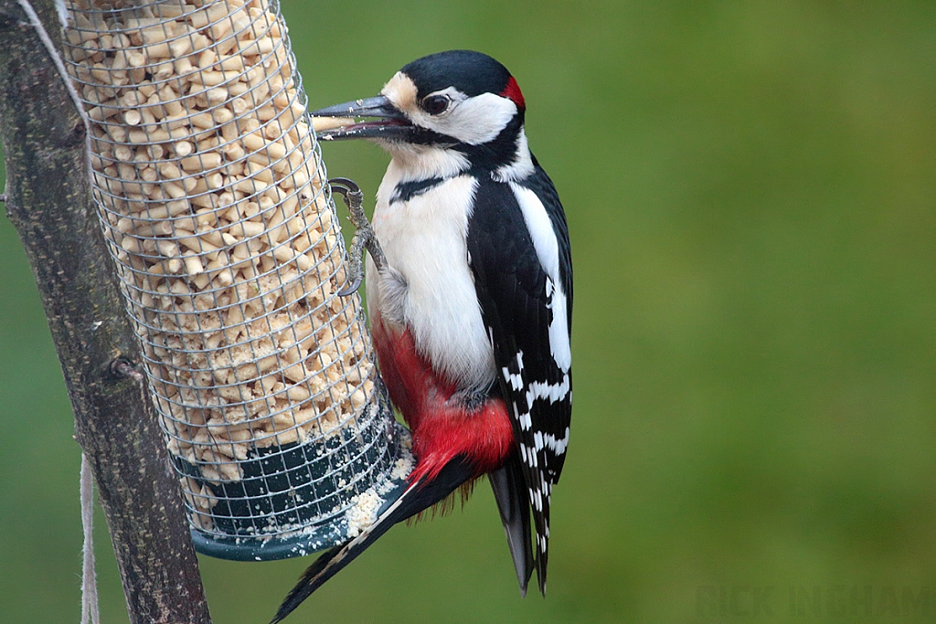 Great Spotted Woodpecker | Male