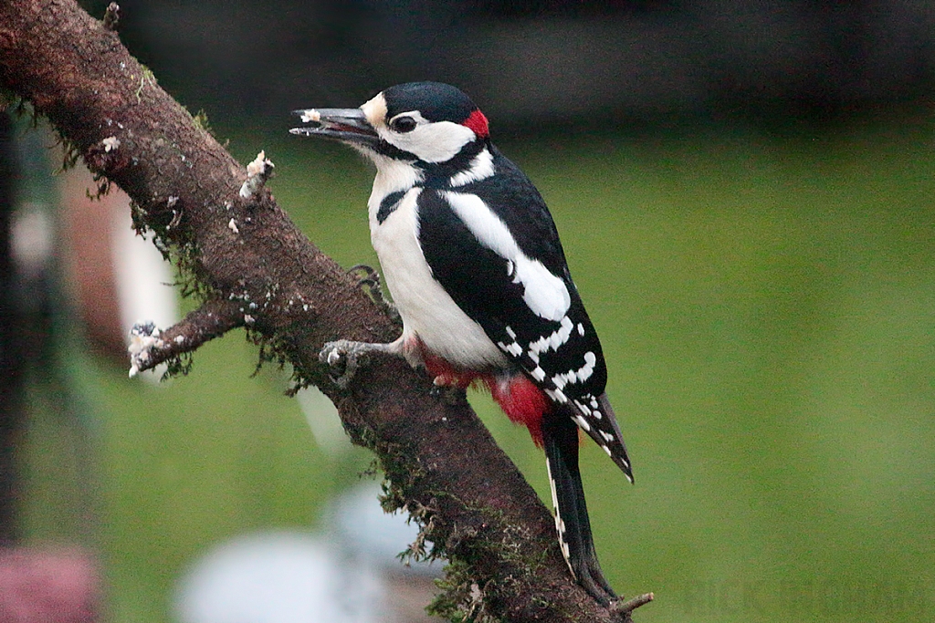 Great Spotted Woodpecker | Male
