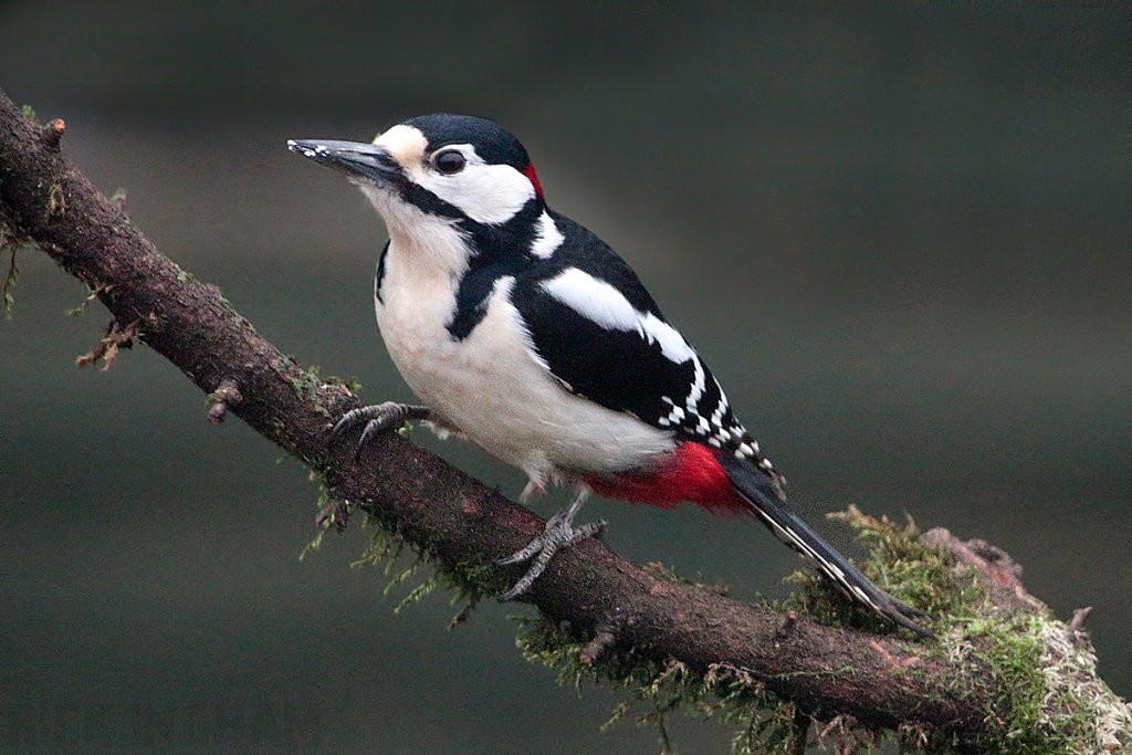 Great Spotted Woodpecker | Male
