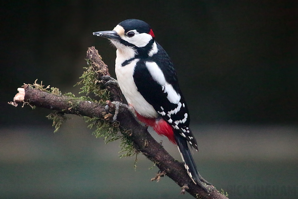 Great Spotted Woodpecker | Male