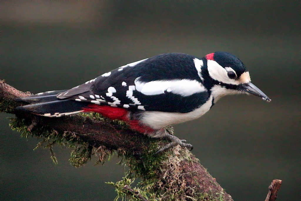 Great Spotted Woodpecker | Male