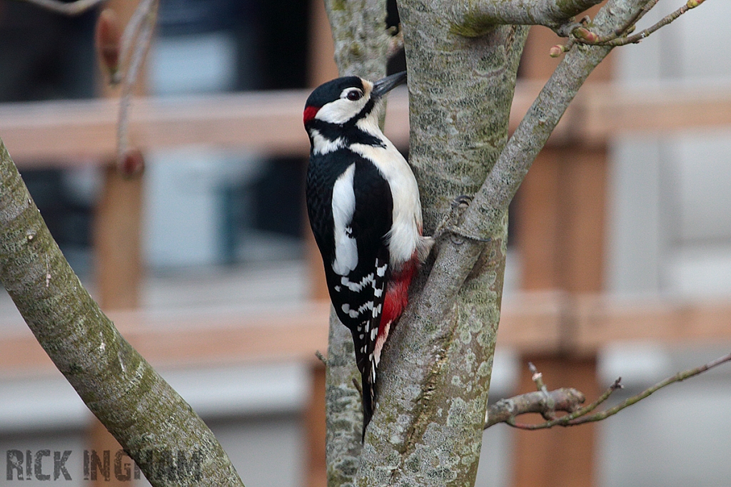 Great Spotted Woodpecker | Male