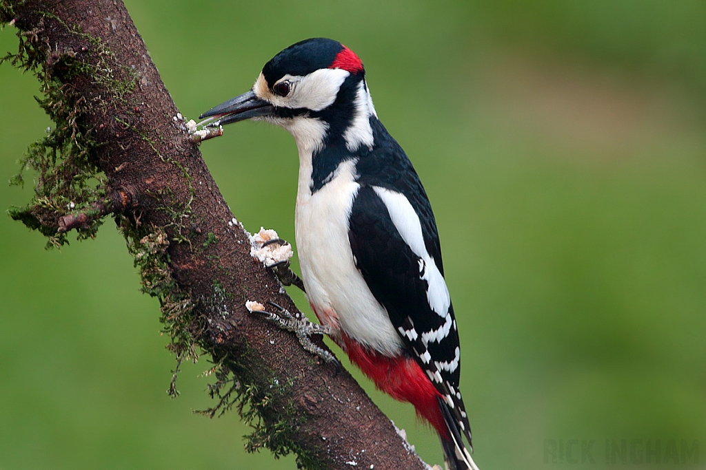 Great Spotted Woodpecker | Male