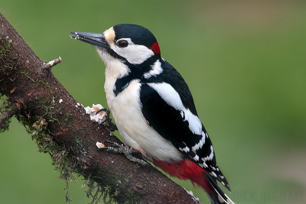 Great Spotted Woodpecker | Male