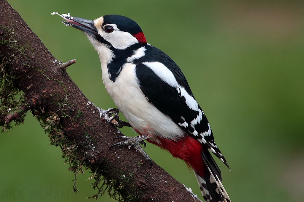 Great Spotted Woodpecker | Male