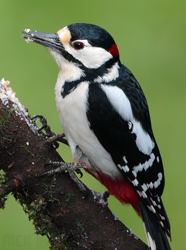 Great Spotted Woodpecker | Male