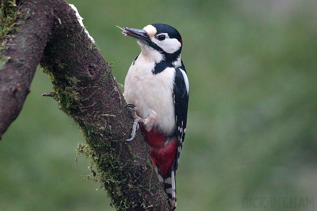 Great Spotted Woodpecker | Male