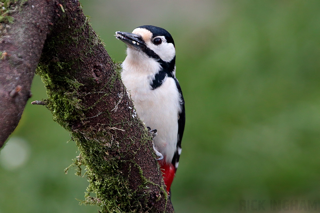 Great Spotted Woodpecker | Male