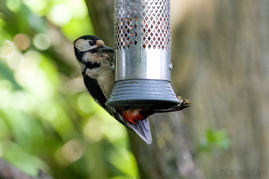 Great Spotted Woodpecker