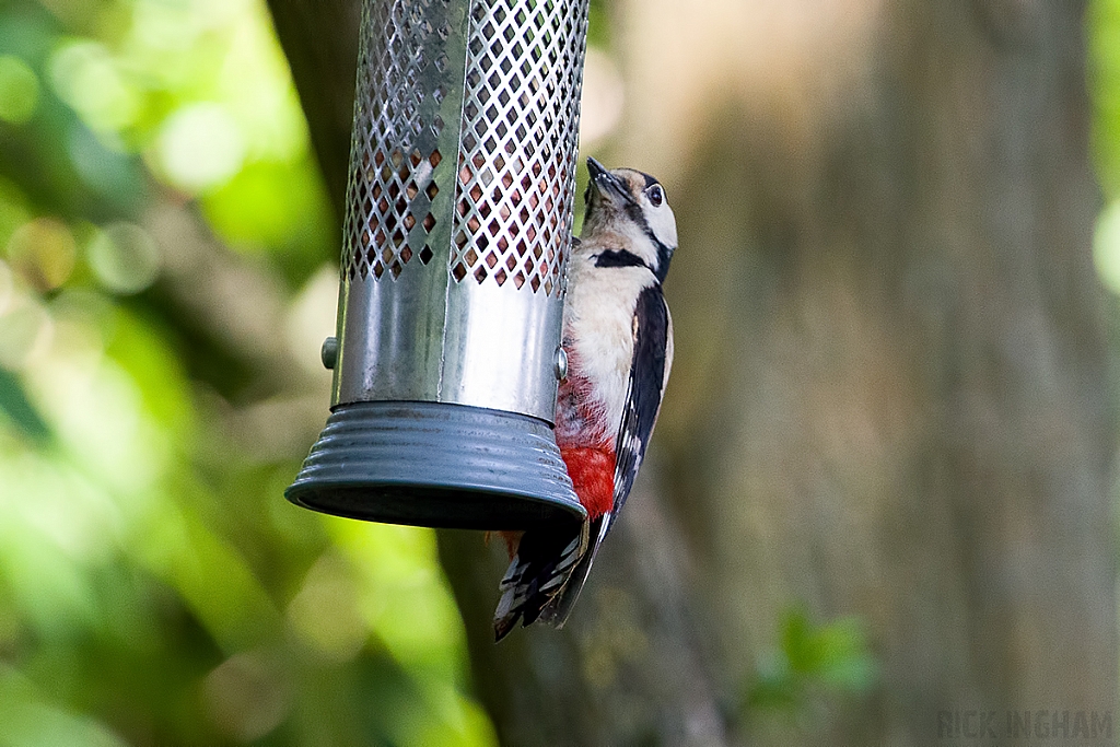 Great Spotted Woodpecker