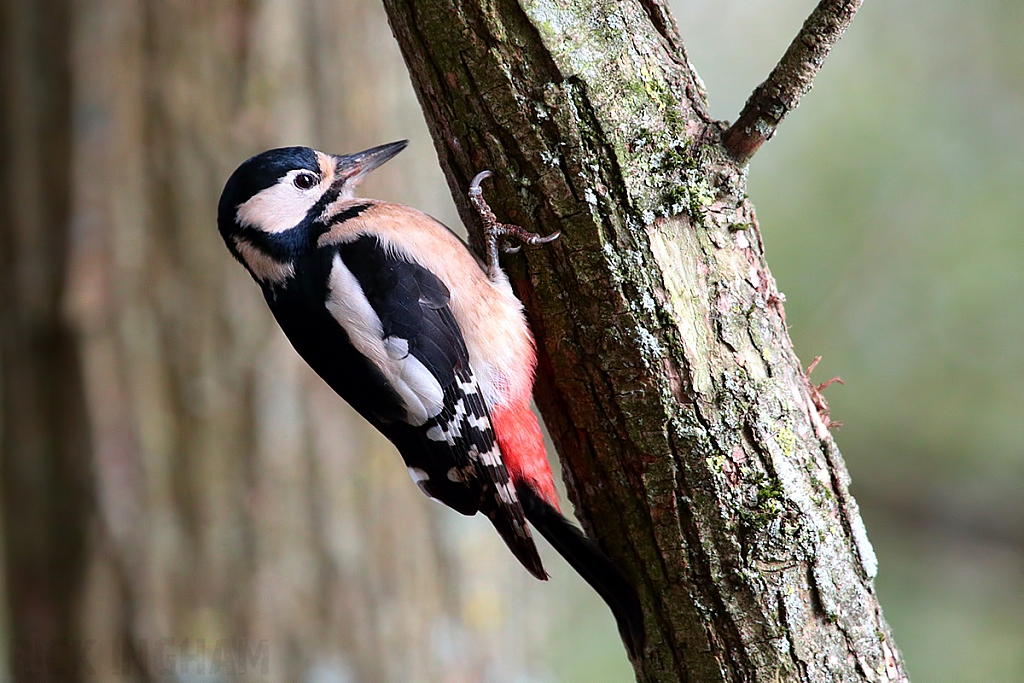 Great Spotted Woodpecker