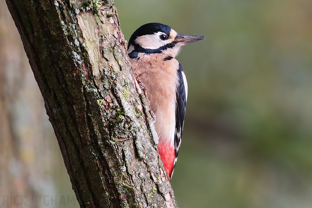 Great Spotted Woodpecker