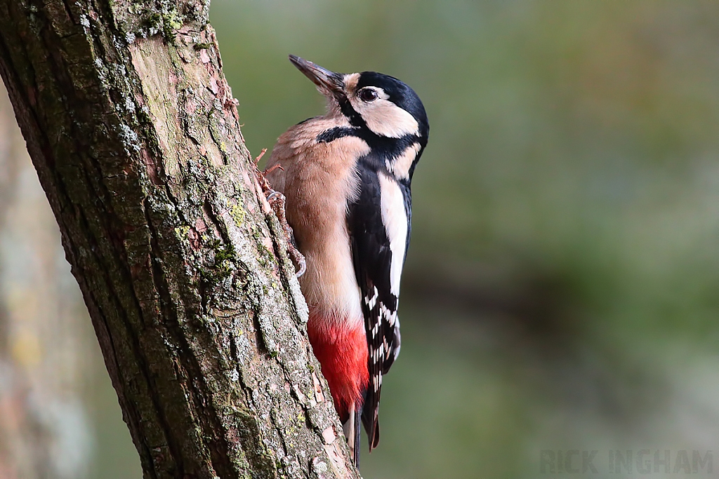 Great Spotted Woodpecker