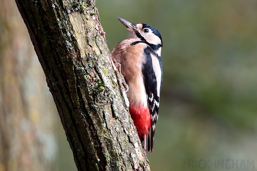 Great Spotted Woodpecker