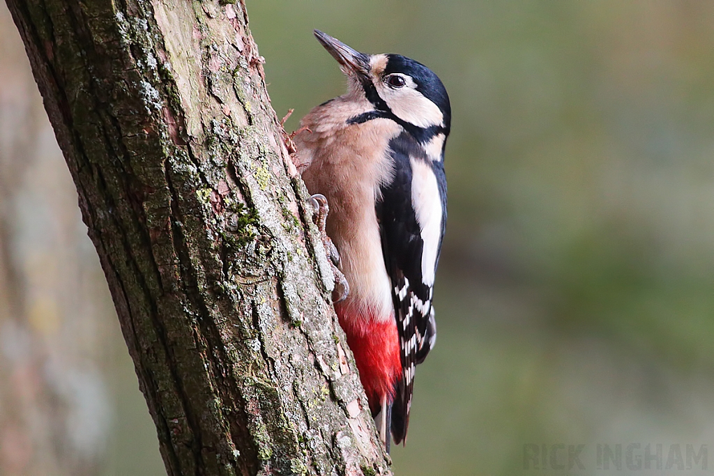 Great Spotted Woodpecker