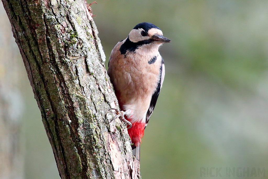 Great Spotted Woodpecker