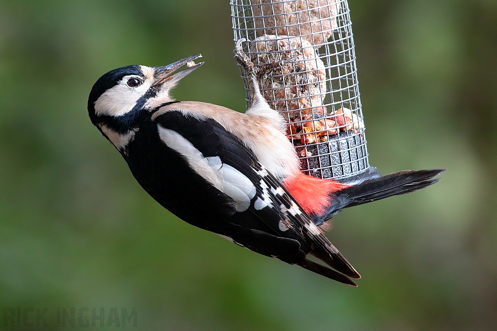 Great Spotted Woodpecker