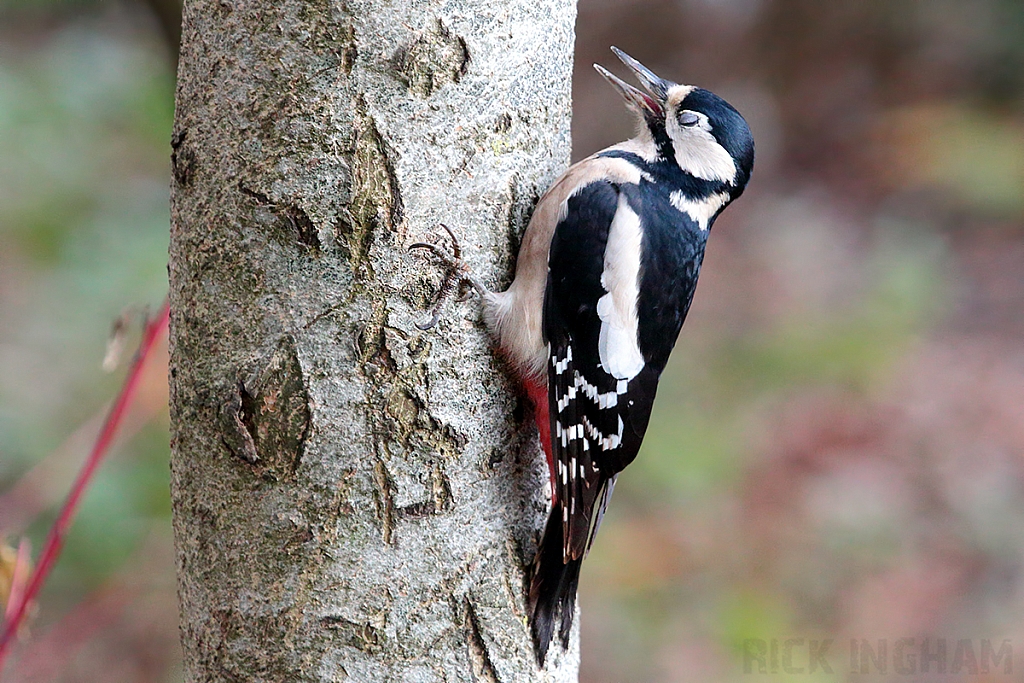 Great Spotted Woodpecker