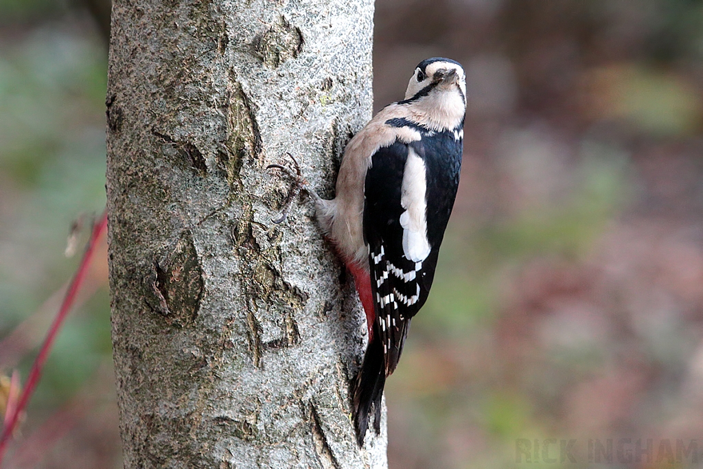 Great Spotted Woodpecker