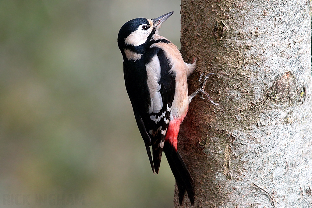 Great Spotted Woodpecker